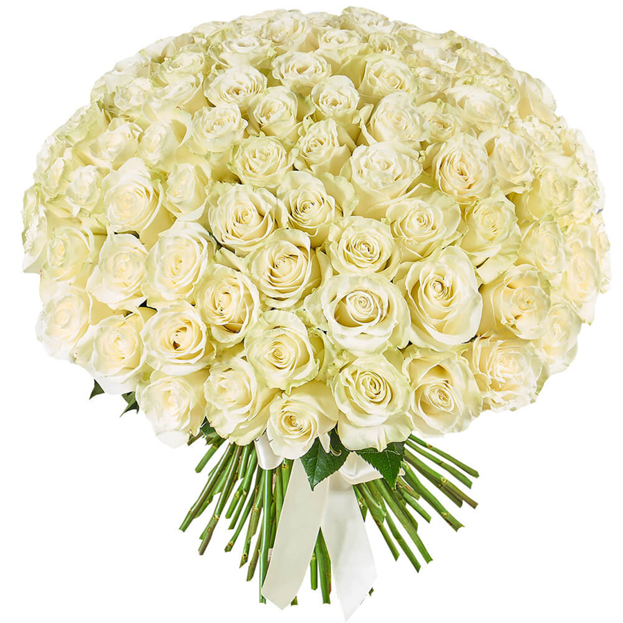 Букет из белых роз (101 роза)