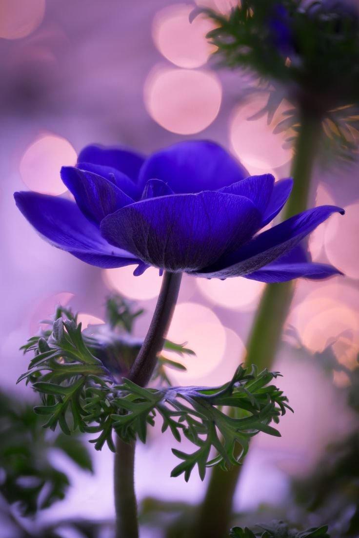 Синий Лютик цветок