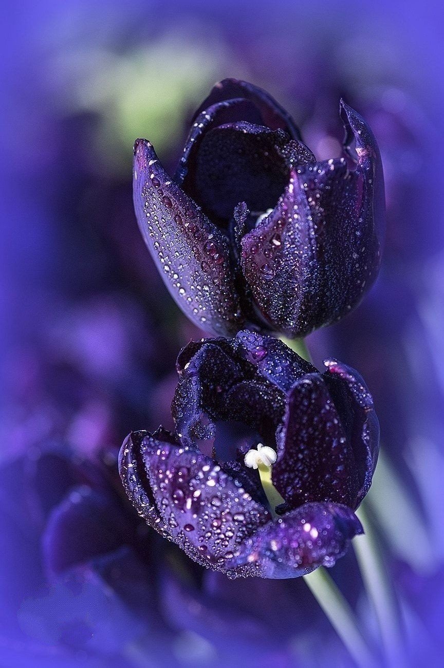 Тюльпан Purple exotic