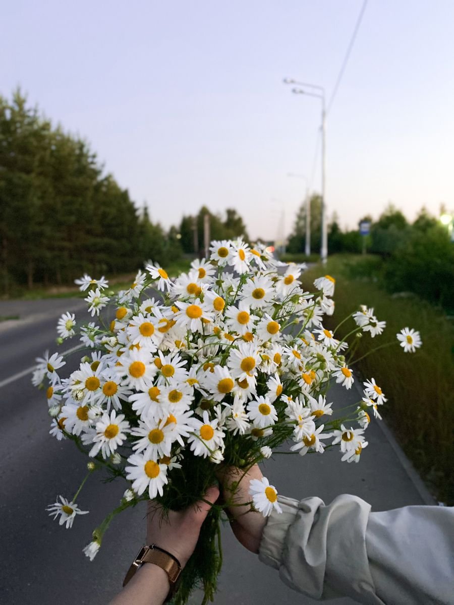 Букет полевых ромашек