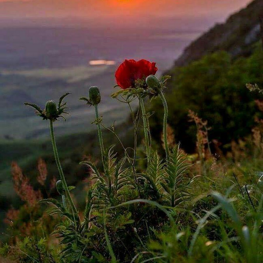 Природа горы рассвет цветы