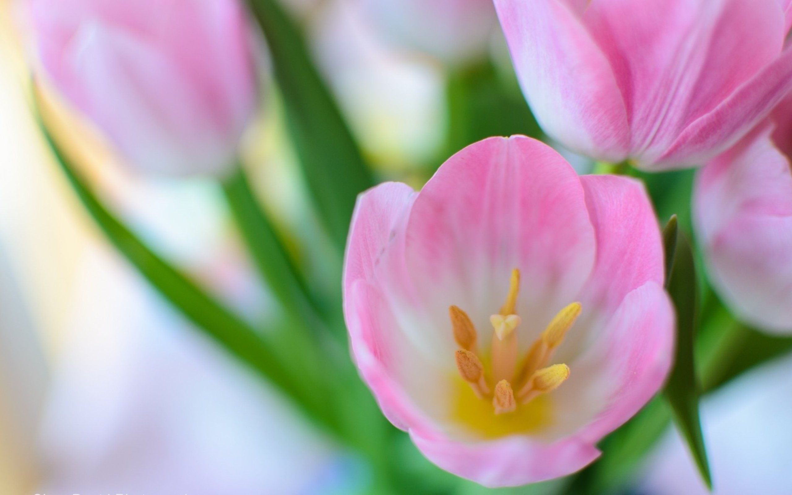 Весенние тюльпаны картинки красивые. Тюльпан Пинк спринг. Весенние цветы тюльпаны. Нежные тюльпаны. Тюльпаны обои.