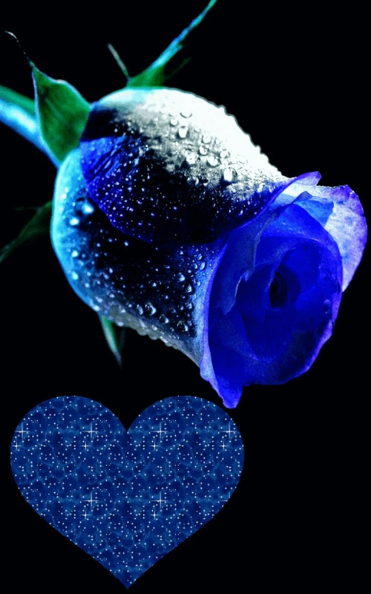 Живые синие розы