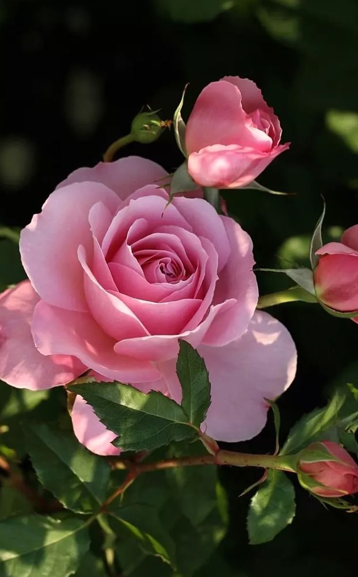 Розовые розы