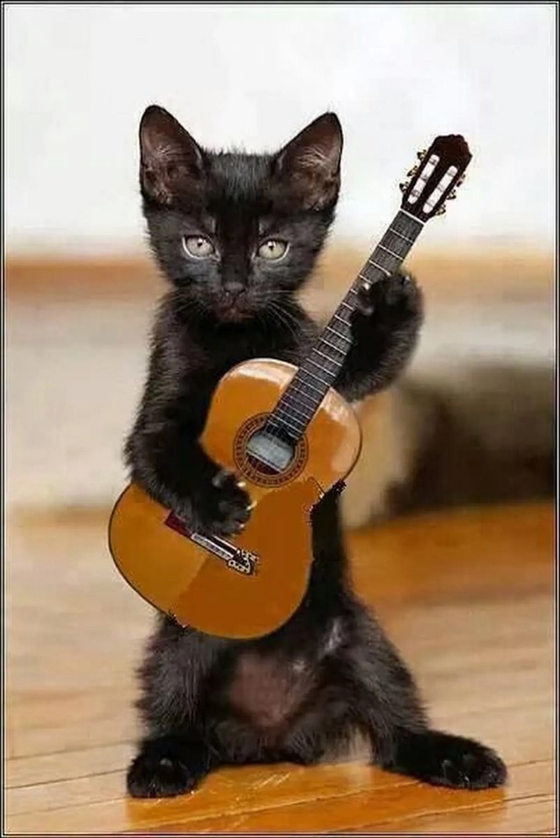 Кот гитарист