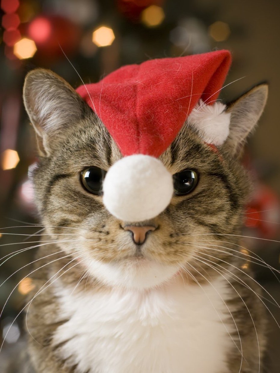 Коты в новогодних шапках