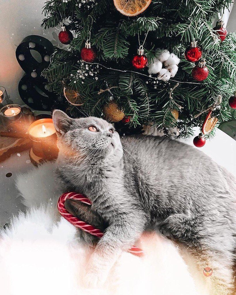 Уютный новогодний кот