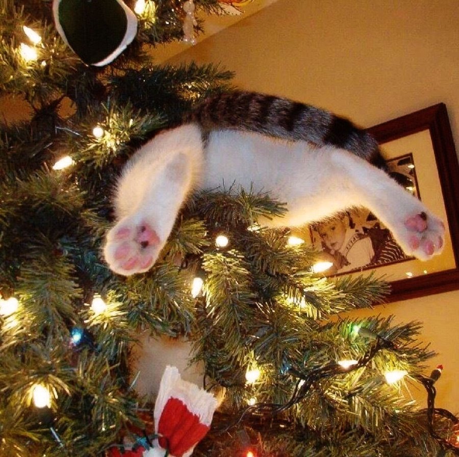 Кот и елка приколы