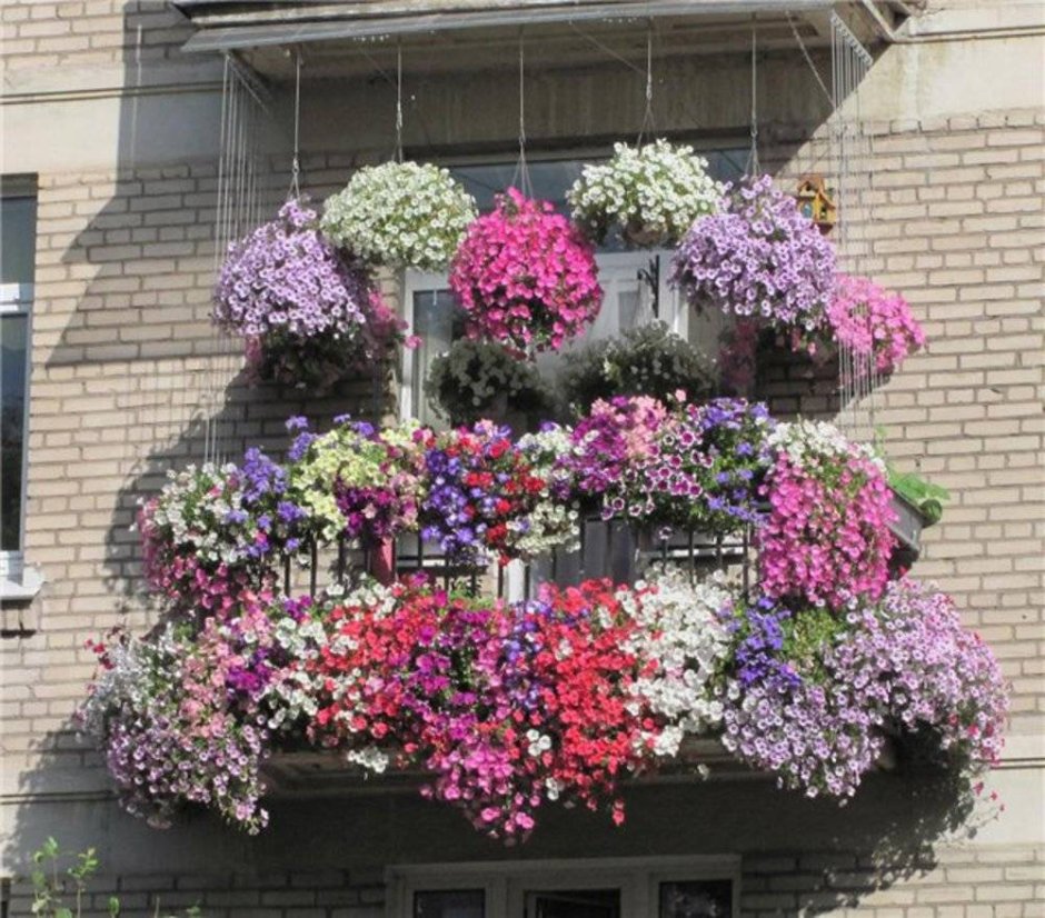 Петуния ампельная Цветущий балкон