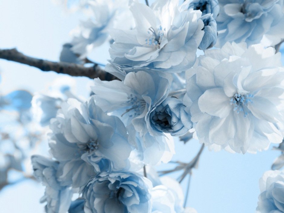Бледно голубые цветы