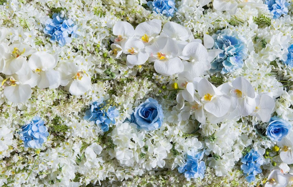 Сине белые цветы