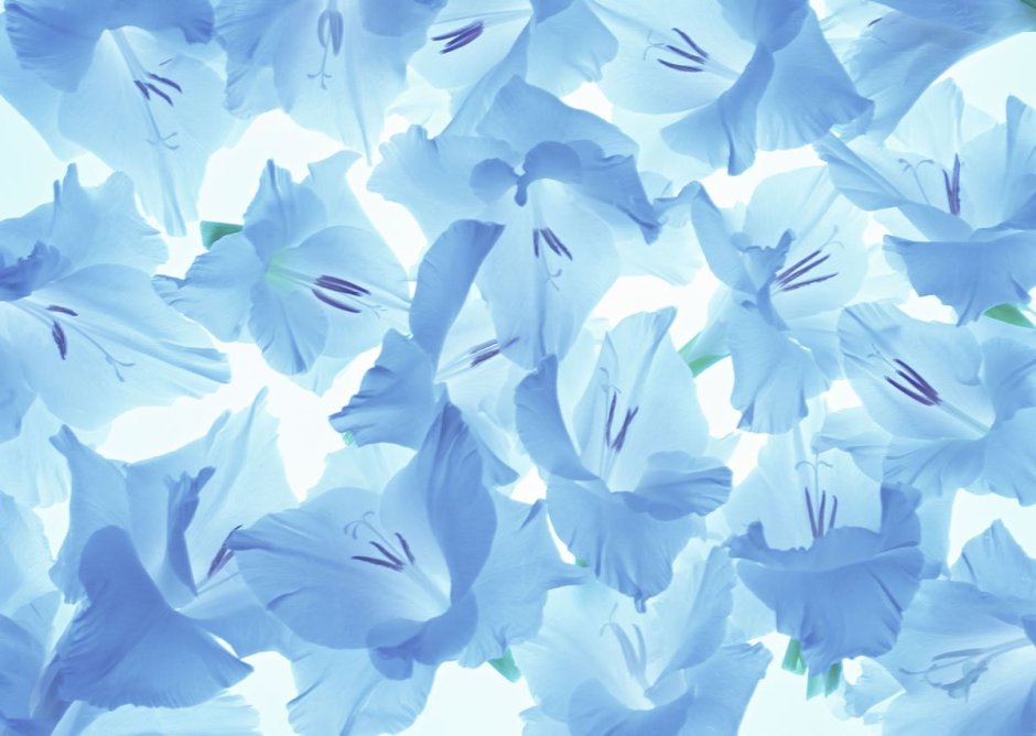 Голубые цветы на Светлом фоне