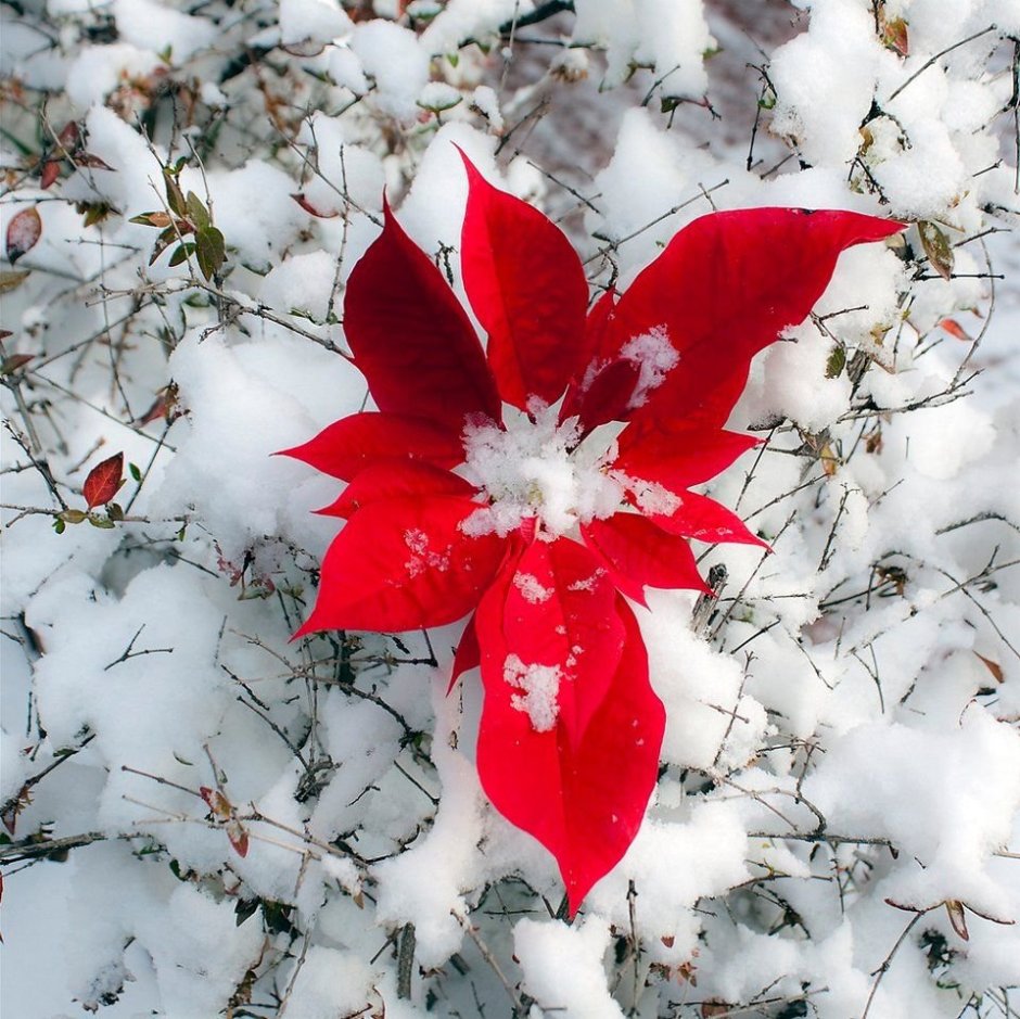 Зимний красный цветок
