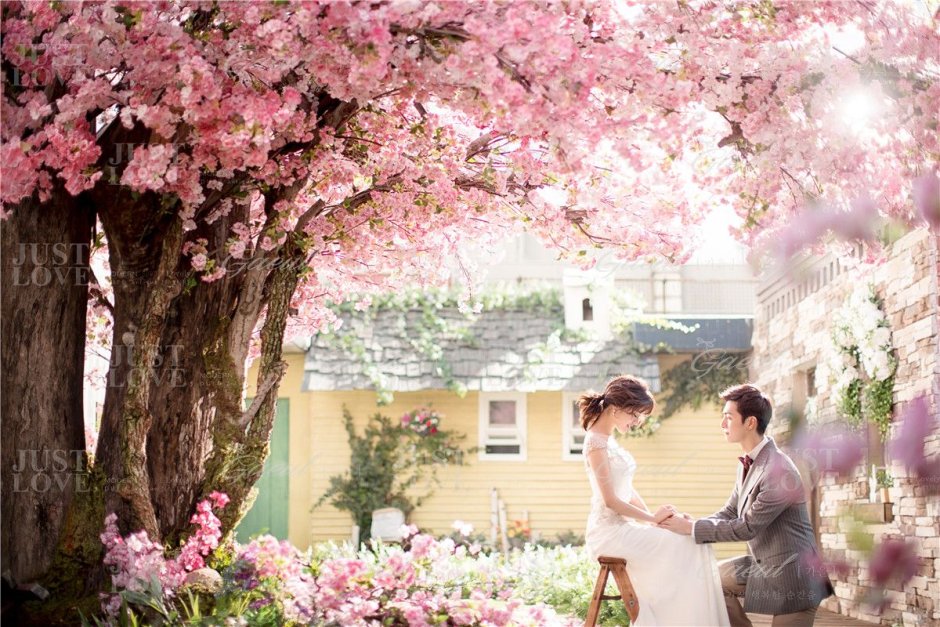 Свадьба Корея под цветущим деревом