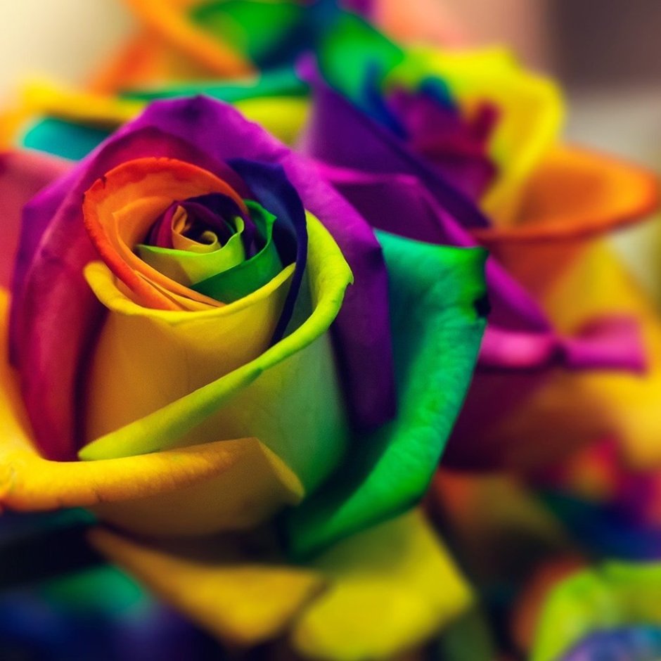 Яркий цветок с разноцветными лепестками