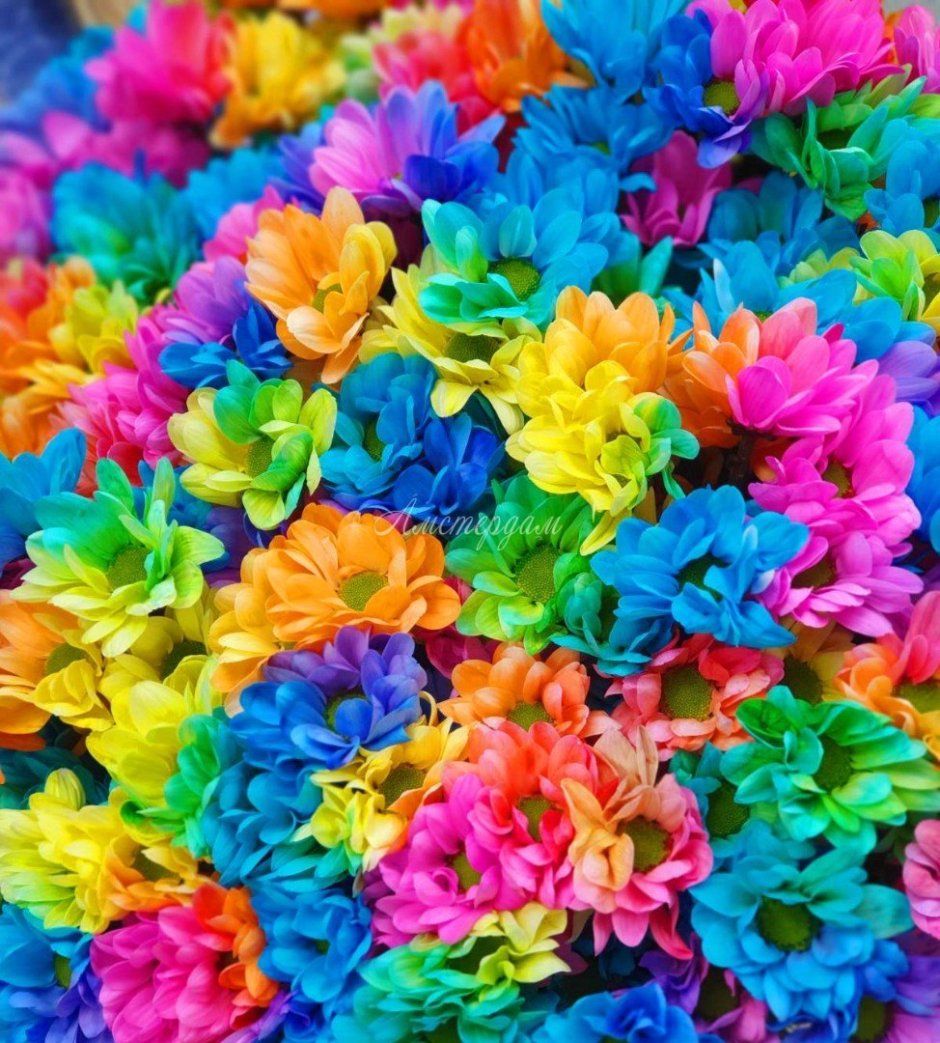 Хризантемы разноцветные
