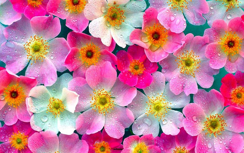 Цветы мелкие разноцветные