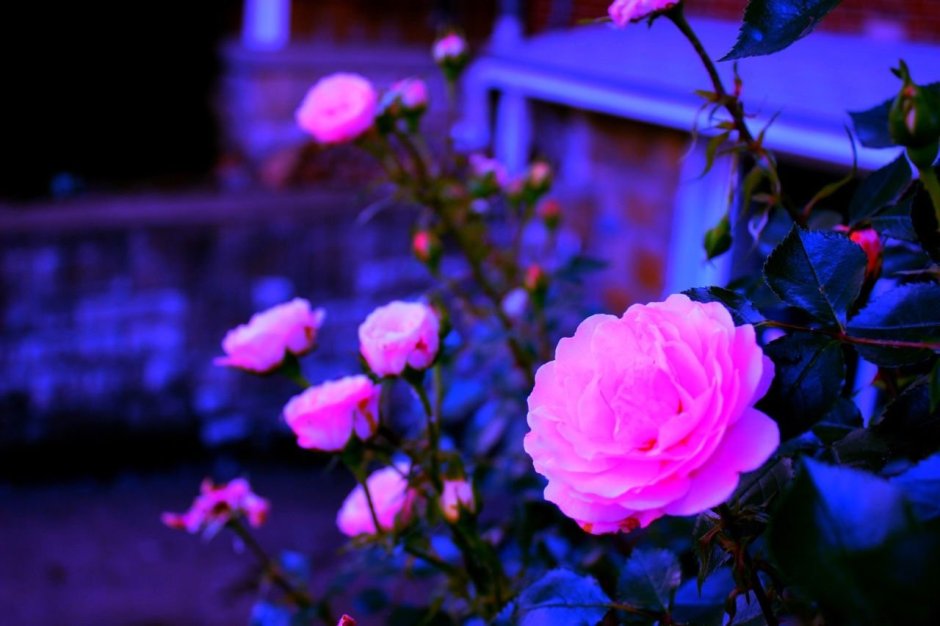 Фиолетовые розы Эстетика