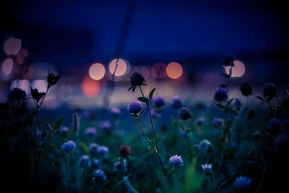 Violet field ночь