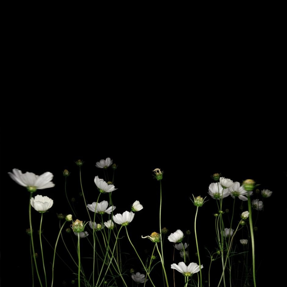 Нежные цветы ночные на черном фоне