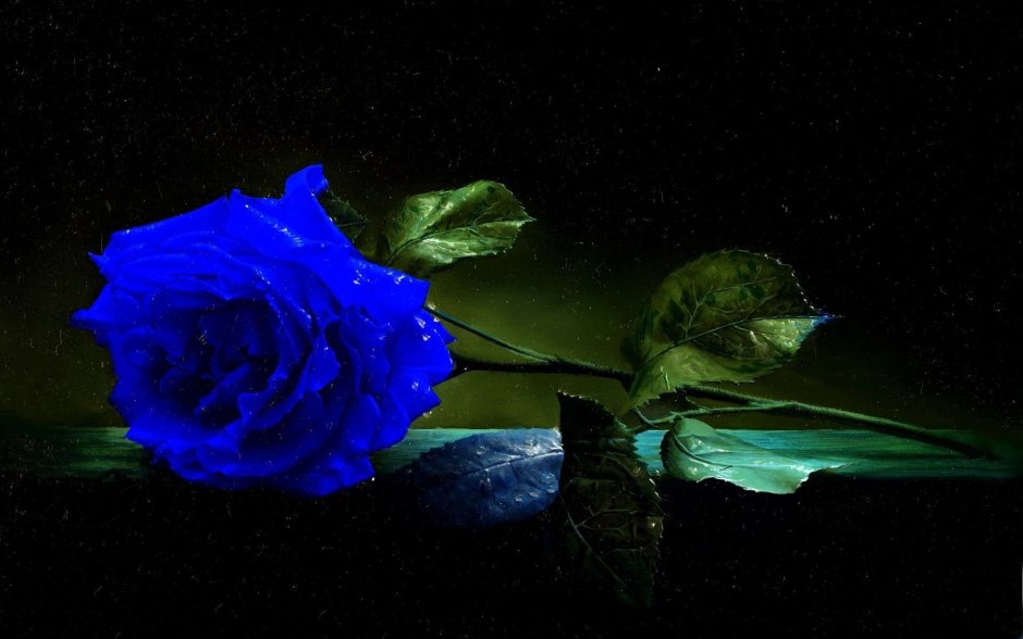 Голубая роза на черном фоне