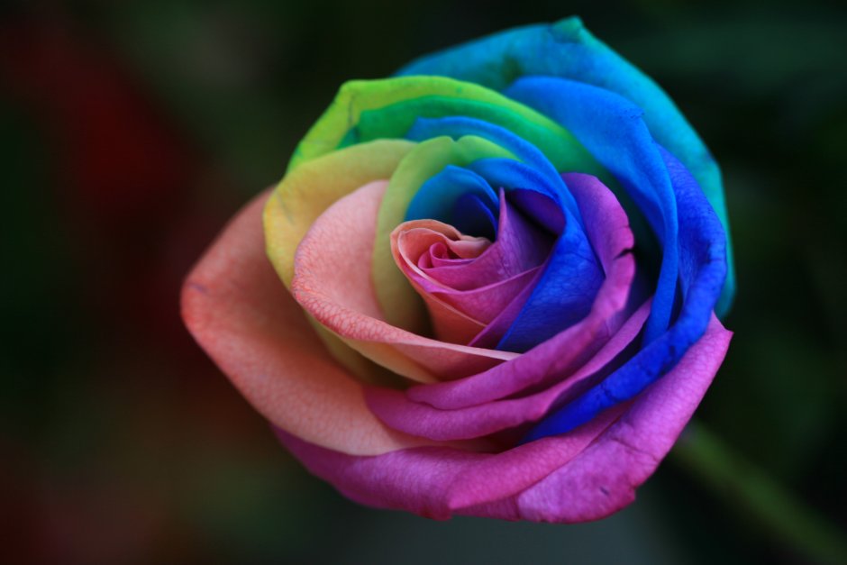 Цветная роза клумбовая