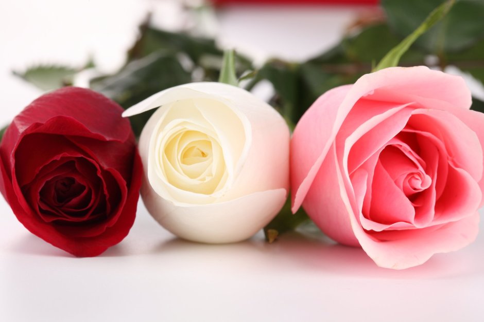 Красивые три розы