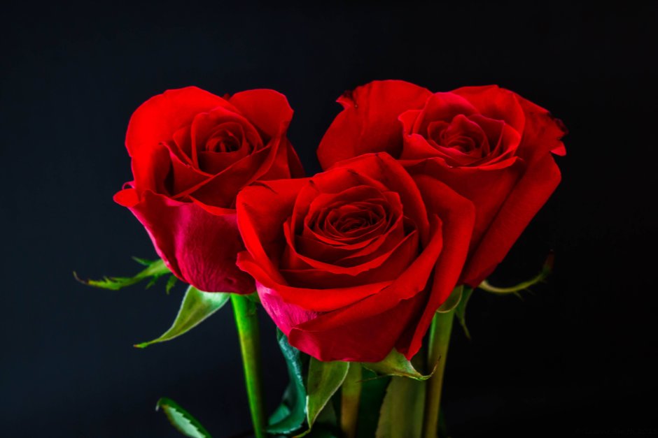 Три красные розы