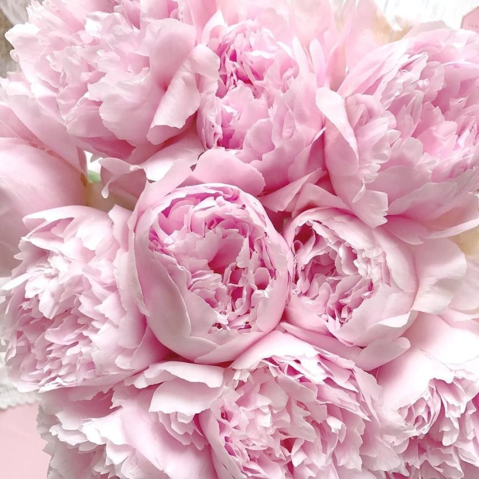 Пион розовый (Peony the Pink)