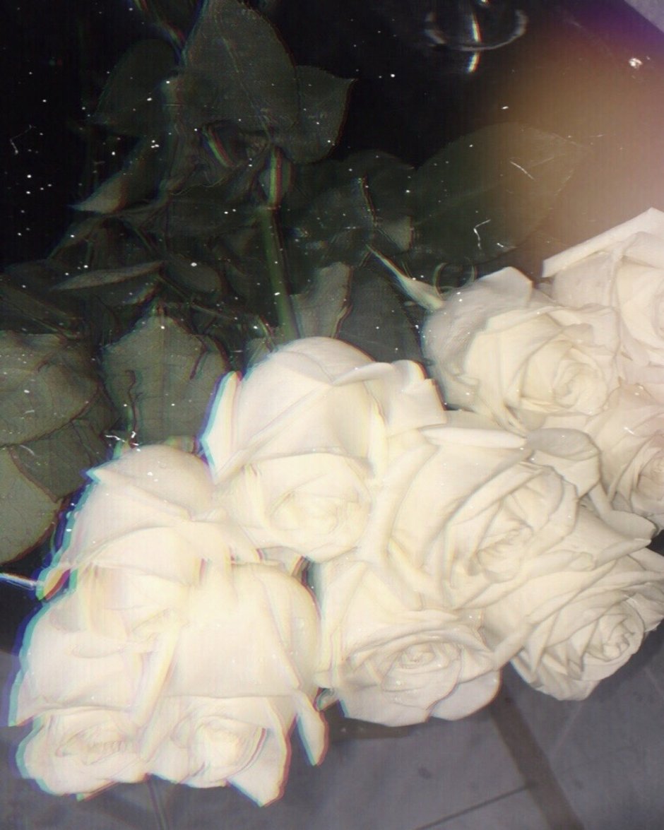 Белые розы коллаж