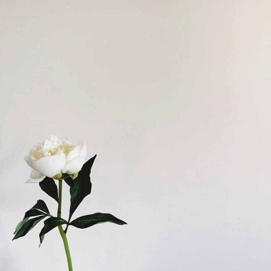 Белые цветы Минимализм
