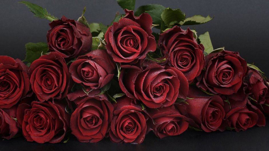 Открытки с днем рождения бордовые розы
