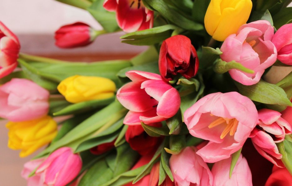 Цветочки тюльпаны