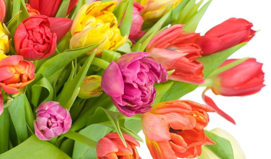 Цветы тюльпаны разноцветные