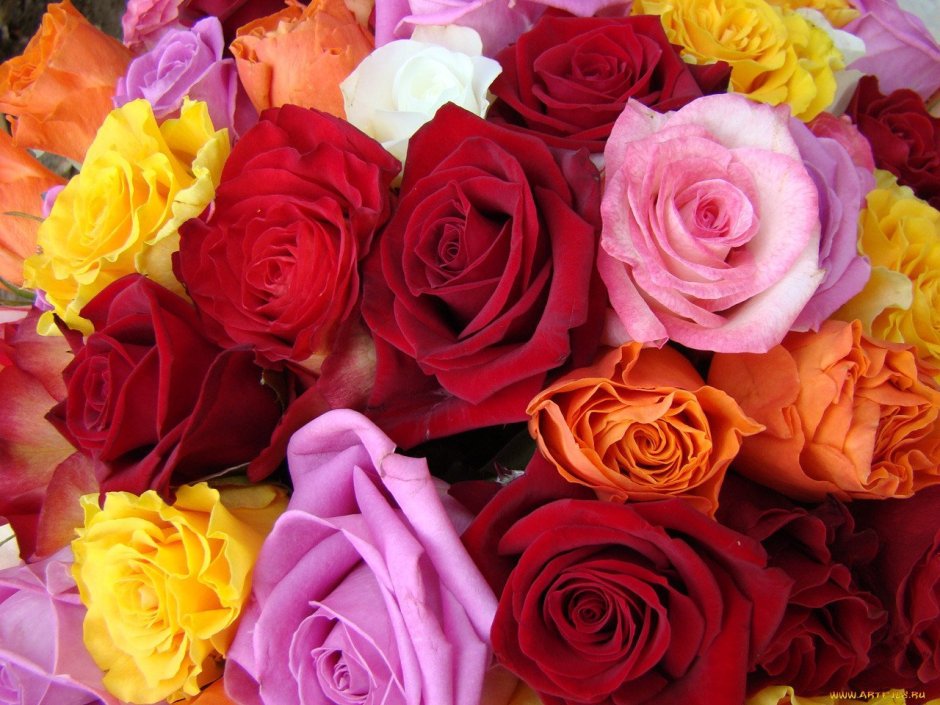 Картинки розы разноцветные