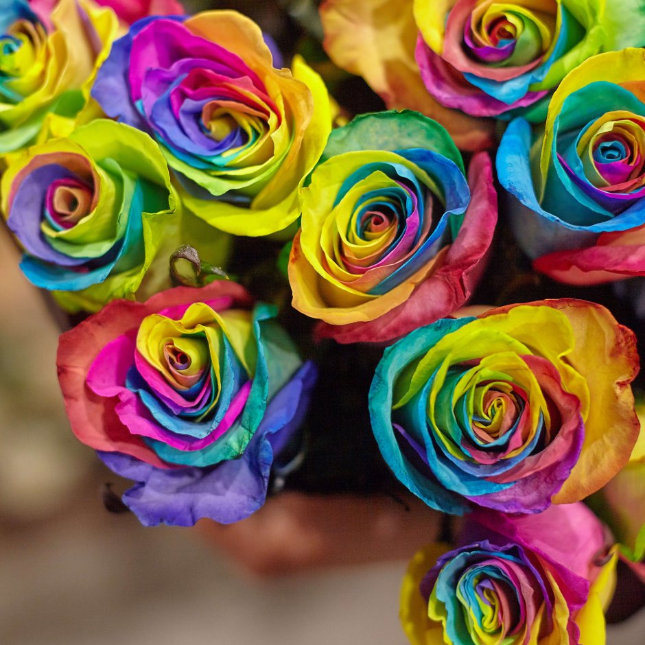 Tinted Rainbow роза Эквадор