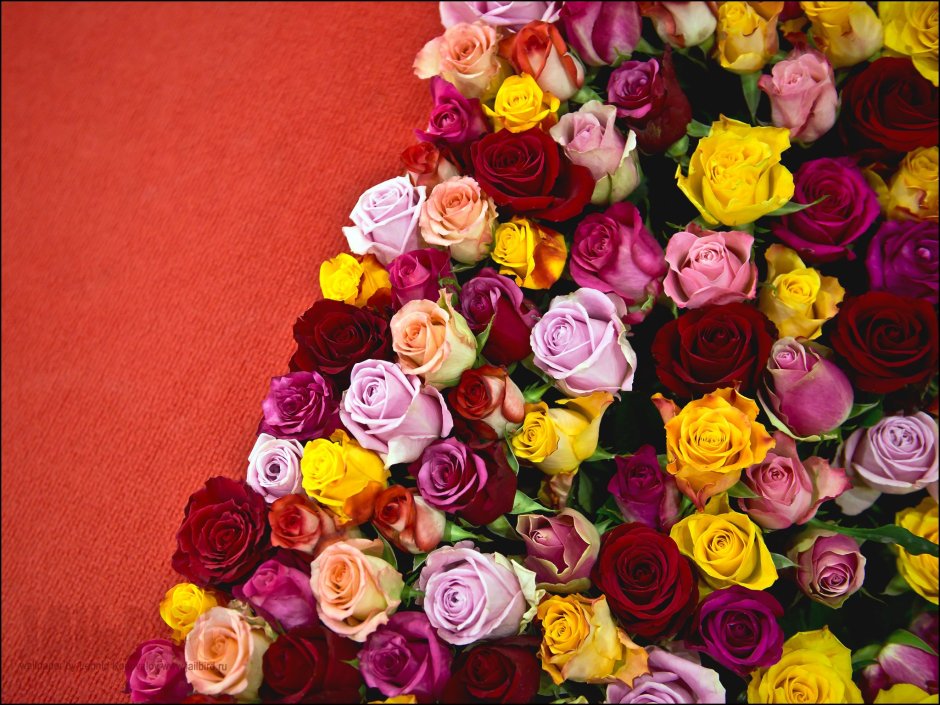 Много роз разных цветов
