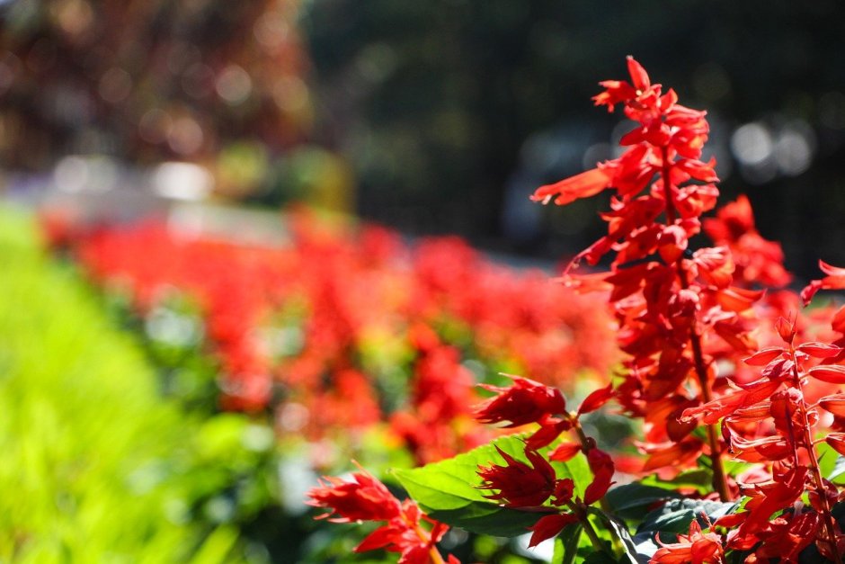 Красные цветы в саду