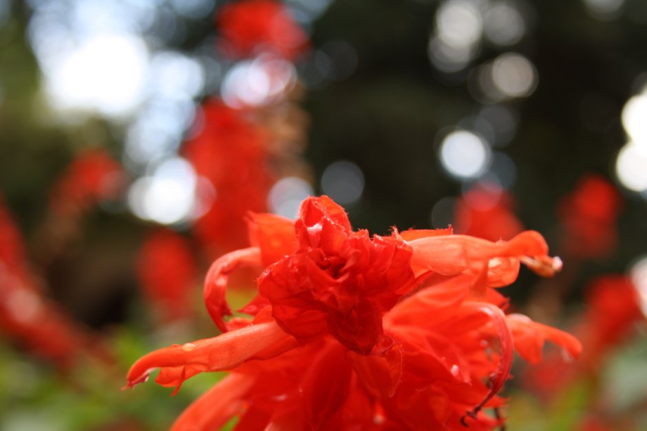 Цветок выпускающий красный хвостик