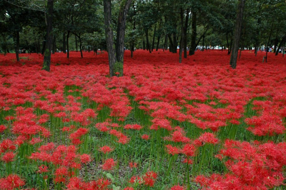 Цветение ликориса, национальный парк Японии
