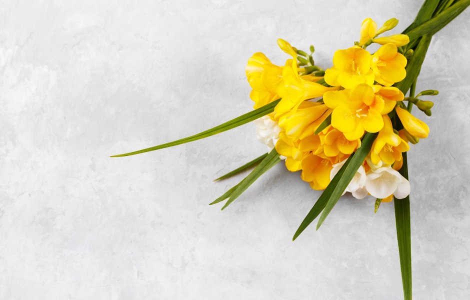 Фрезия (Freesia)