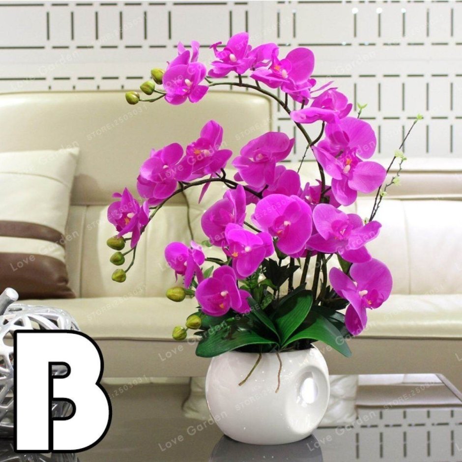Орхидея бонсай фаленопсис