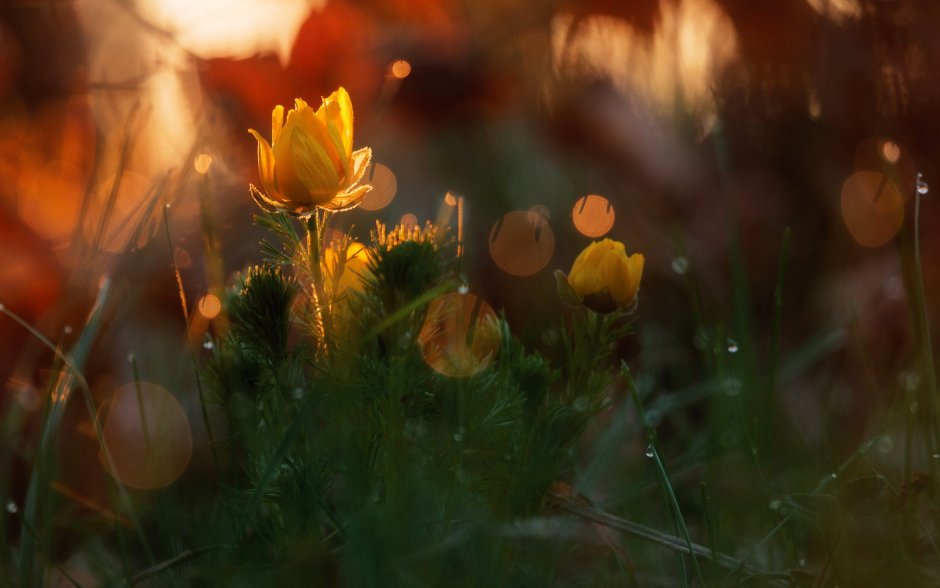 Цветы в лучах утреннего солнца