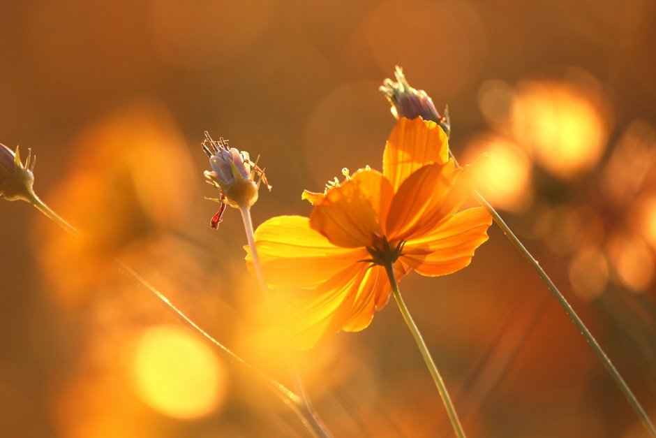 Цветы в лучах солнца