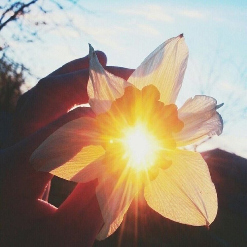 Солнечный свет сквозь цветы