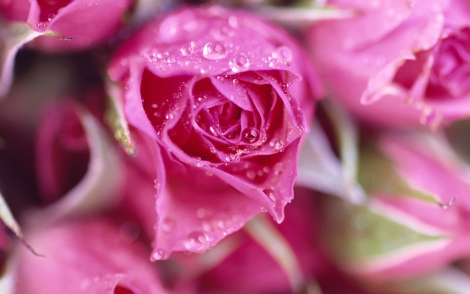 Букет роз Макросъемка