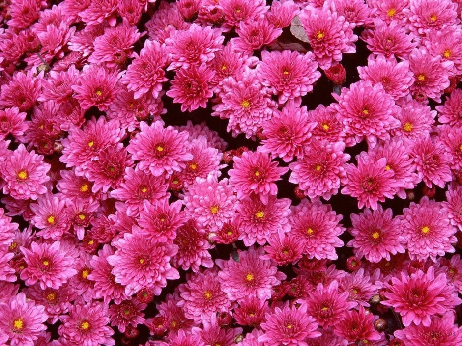 Хризантема Blenda Pink