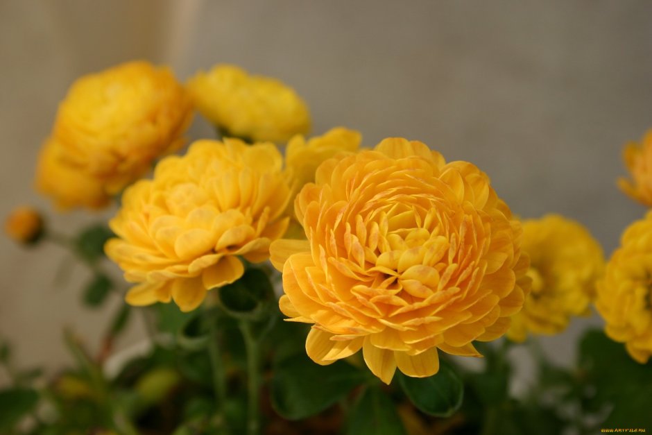 Chrysanthemum Yellow