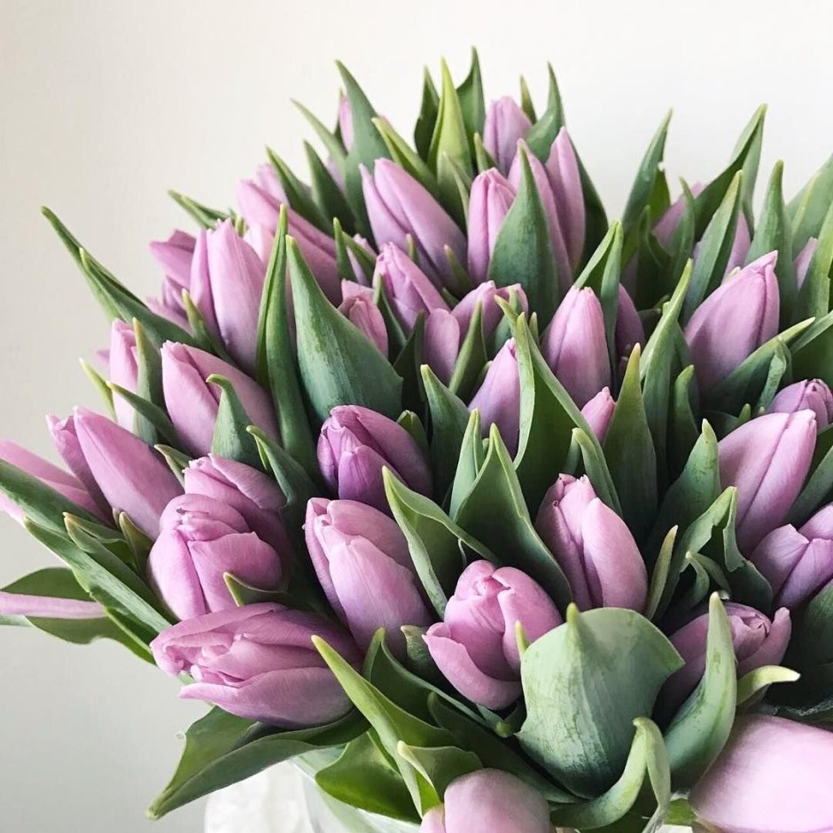 Фиолетовые тюльпаны букет
