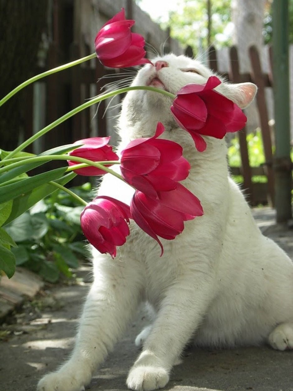 Кот с тюльпанами